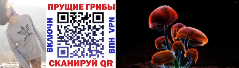 Псилоцибиновые грибы Psilocybine cubensis  Купить закладки  Каменск-Шахтинский 